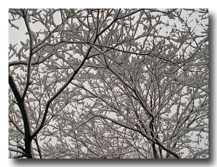 Jack Frost Branches in the Snow