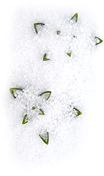 snowlily
